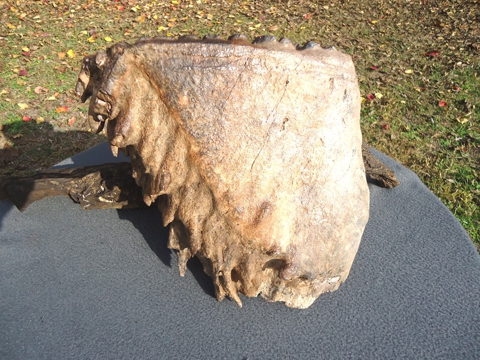 Massive 17lb Museum Quality Mammoth Tooth